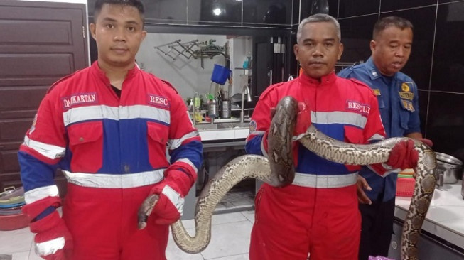 Ular Piton Sepanjang 3 Meter Masuk Lemari Cuci Piring